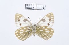 Pontia occidentalis by the Smithsonian. Used under a CC0 license.