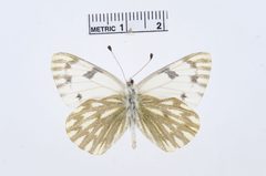Pontia occidentalis by the Smithsonian. Used under a CC0 license.