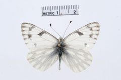 Pontia occidentalis by the Smithsonian. Used under a CC0 license.