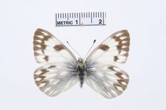 Pontia occidentalis by the Smithsonian. Used under a CC0 license.