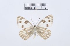 Pontia protodice by the Smithsonian. Used under a CC0 license.