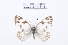 Pontia protodice by the Smithsonian. Used under a CC0 license.