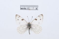 Pontia protodice by the Smithsonian. Used under a CC0 license.