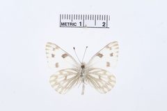Pontia protodice by the Smithsonian. Used under a CC0 license.