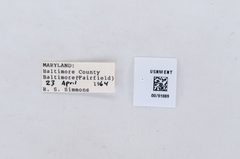 Pontia protodice by the Smithsonian. Used under a CC0 license.