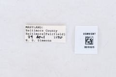 Pontia protodice by the Smithsonian. Used under a CC0 license.