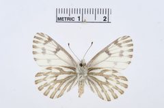 Pontia sisymbrii by the Smithsonian. Used under a CC0 license.