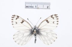 Pontia sisymbrii by the Smithsonian. Used under a CC0 license.