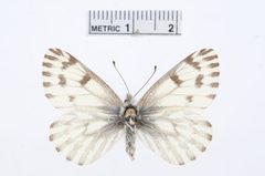 Pontia sisymbrii by the Smithsonian. Used under a CC0 license.