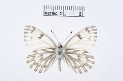 Pontia sisymbrii by the Smithsonian. Used under a CC0 license.