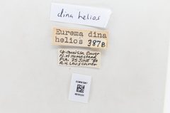 Pyrisitia dina by the Smithsonian. Used under a CC0 license.