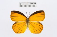 Pyrisitia proterpia by the Smithsonian. Used under a CC0 license.