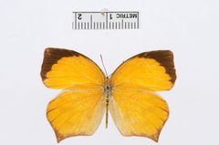 Pyrisitia proterpia by the Smithsonian. Used under a CC0 license.