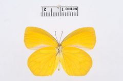 Pyrisitia proterpia by the Smithsonian. Used under a CC0 license.