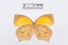 Pyrisitia proterpia by the Smithsonian. Used under a CC0 license.