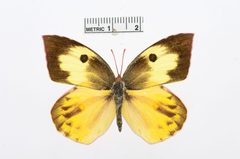 Zerene cesonia by the Smithsonian. Used under a CC0 license.