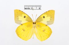 Zerene cesonia by the Smithsonian. Used under a CC0 license.