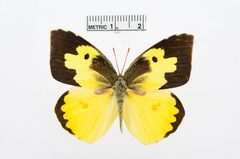 Zerene cesonia by the Smithsonian. Used under a CC0 license.