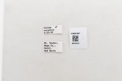 Zerene eurydice by the Smithsonian. Used under a CC0 license.