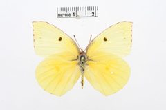 Zerene eurydice by the Smithsonian. Used under a CC0 license.