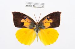 Zerene eurydice by the Smithsonian. Used under a CC0 license.