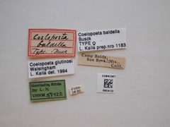 Coelopoeta baldella by the Smithsonian. Used under a CC0 license.