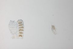 Coelopoeta baldella by the Smithsonian. Used under a CC0 license.