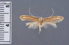 Homaledra heptathalama by the Smithsonian. Used under a CC0 license.