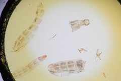 Homaledra heptathalama by the Smithsonian. Used under a CC0 license.