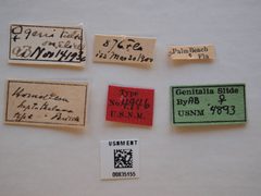 Homaledra heptathalama by the Smithsonian. Used under a CC0 license.