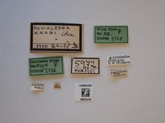 Homaledra knabi by the Smithsonian. Used under a CC0 license.