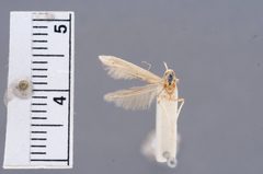 Homaledra knabi by the Smithsonian. Used under a CC0 license.