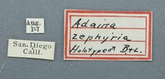 Adaina zephyria by the Smithsonian. Used under a CC0 license.