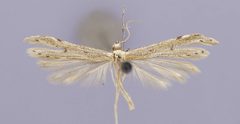 Adaina zephyria by the Smithsonian. Used under a CC0 license.