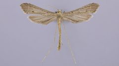 Agdistis americana by the Smithsonian. Used under a CC0 license.