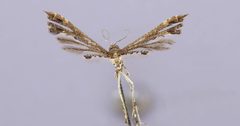 Leptodeuterocopus panamaensis by the Smithsonian. Used under a CC0 license.