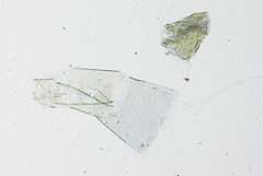 Leptodeuterocopus panamaensis by the Smithsonian. Used under a CC0 license.