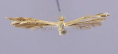 Trichoptilus ochrodactylus by the Smithsonian. Used under a CC0 license.