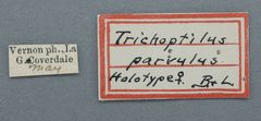 Trichoptilus parvulus by the Smithsonian. Used under a CC0 license.