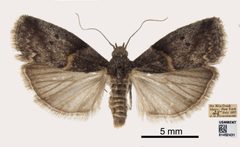 Acrobasis caryae by the Smithsonian. Used under a CC0 license.