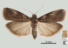 Acrobasis caryivorella by the Smithsonian. Used under a CC0 license.