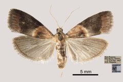 Acrobasis demotella by the Smithsonian. Used under a CC0 license.