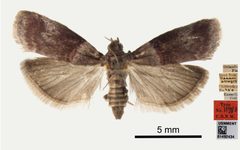 Acrobasis nuxvorella by the Smithsonian. Used under a CC0 license.