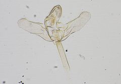 Alpheias querula by the Smithsonian. Used under a CC0 license.