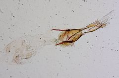 Anerastia opacella by the Smithsonian. Used under a CC0 license.