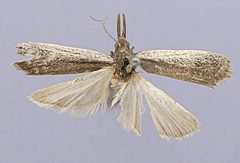 Anerastia opacella by the Smithsonian. Used under a CC0 license.
