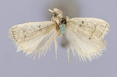 Atascosa floscella by the Smithsonian. Used under a CC0 license.