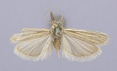 Bandera cupidinella by the Smithsonian. Used under a CC0 license.