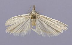 Bandera virginella by the Smithsonian. Used under a CC0 license.