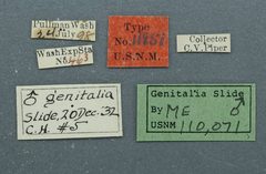 Bandera virginella by the Smithsonian. Used under a CC0 license.
